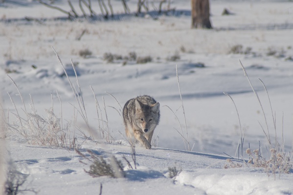 Coyote, Yellowstone National Park, 2019-12-18 (IMGP5724)