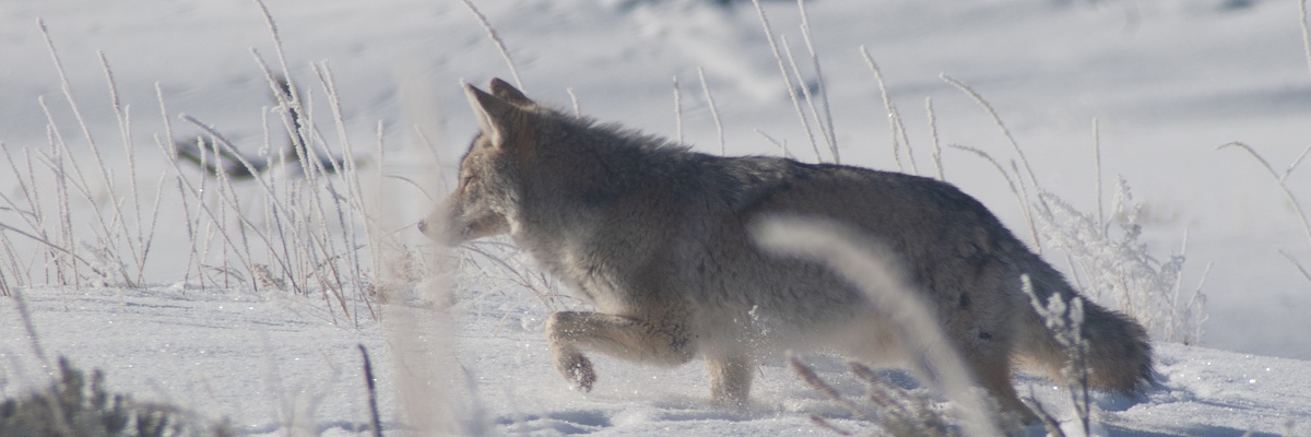 Coyote, Yellowstone National Park, 2019-12-18 (IMGP5726)