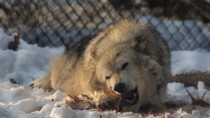 Arctic Wolf, Grizzly & Wolf Discovery Center, 2019-12-22 (IMGP7945)