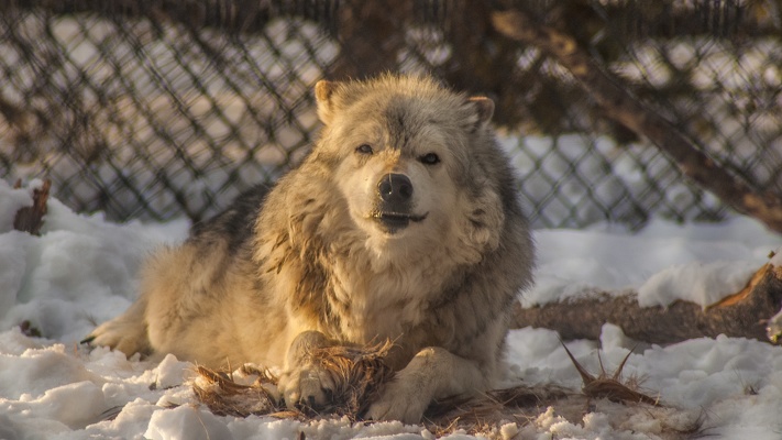 Arctic Wolf, Grizzly & Wolf Discovery Center, 2019-12-22 (IMGP7949)