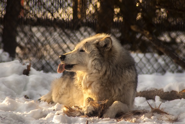 Arctic Wolf, Grizzly & Wolf Discovery Center, 2019-12-22 (IMGP7952)