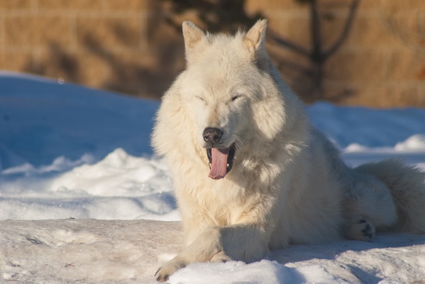 Arctic Wolf, Grizzly & Wolf Discovery Center, 2019-12-23 (IMGP8097)