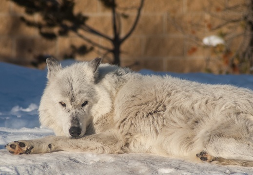 Arctic Wolf, Grizzly & Wolf Discovery Center, 2019-12-23 (IMGP8124)