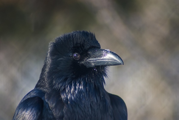Common Raven, Grizzly & Wolf Discovery Center, 2019-12-23 (IMGP8171)