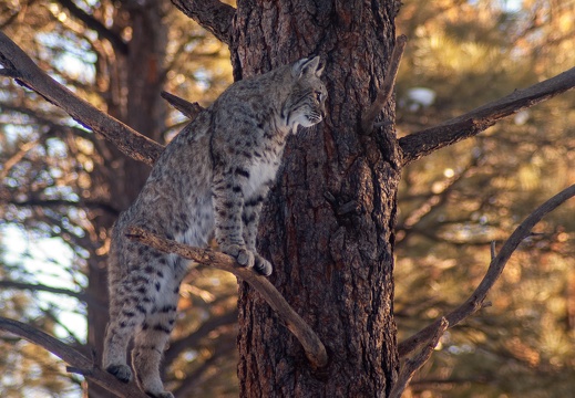 Bobcat, Bearizona Wildlife Park, 2019-12-31 (IMGP1681)