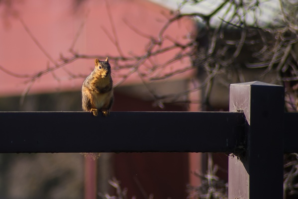 Fox Squirrel, Stanford University, 2020-02-17 (IMGP2826)