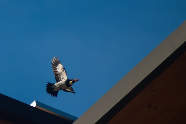 Acorn Woodpecker, Stanford University, 2020-02-17 (IMGP2900)