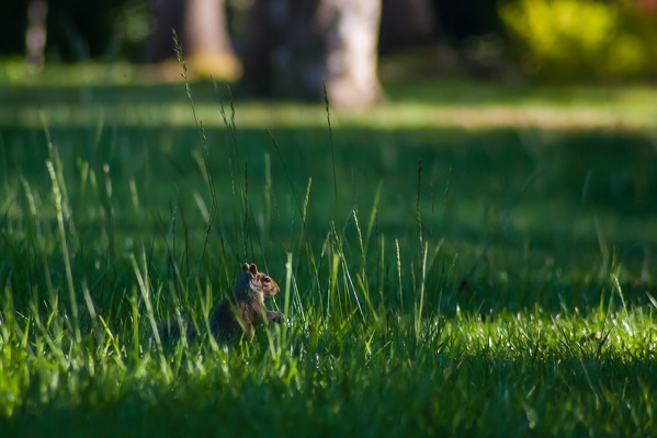 Eastern Gray Squirrel, Stanford University, 2020-04-24 (IMGP9020)