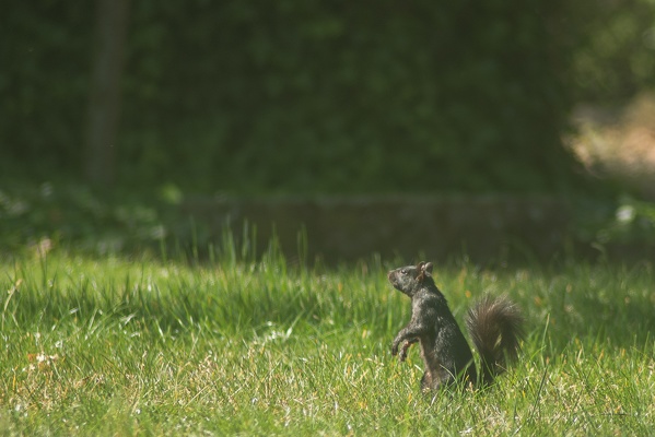 Eastern Gray Squirrel, Stanford University, 2020-05-01 (IMGP0419)