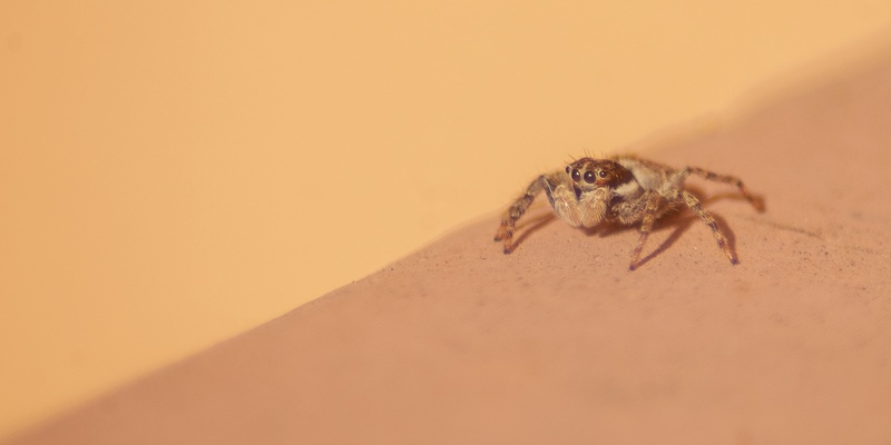 Jumping Spider, Stanford University, 2020-05-03 (IMGP0961)