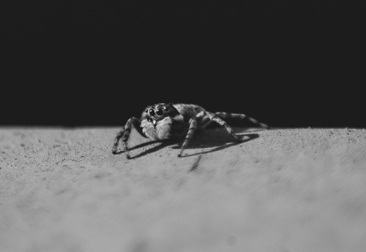 Jumping Spider, Stanford University, 2020-05-03 (IMGP0977)