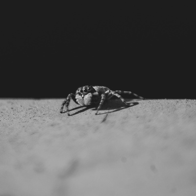 Jumping Spider, Stanford University, 2020-05-03 (IMGP0977)
