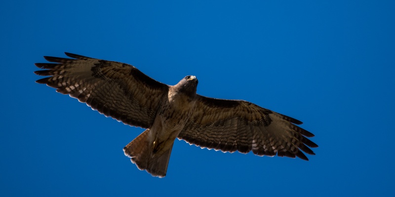 Red-tailed Hawk, Stanford University, 2020-05-09 (_DSC0099)