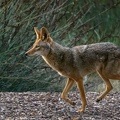 20200515B-DSC_3062-coyote.jpg