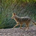 20200515B-DSC_3063-coyote.jpg