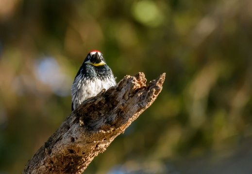 Acorn Woodpecker, Stanford University, 2020-05-18 (DSC_3564)