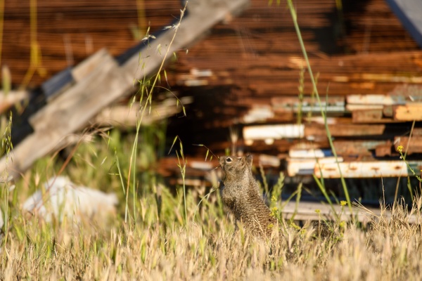 California Ground Squirrel, Stanford University, 2020-05-23 (DSC_5974)