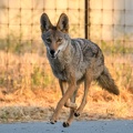 20200523B-DSC_6157-coyote.jpg