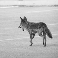 20200523B-DSC_6197-coyote.jpg