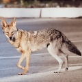 20200524B-DSC_6611-coyote.jpg